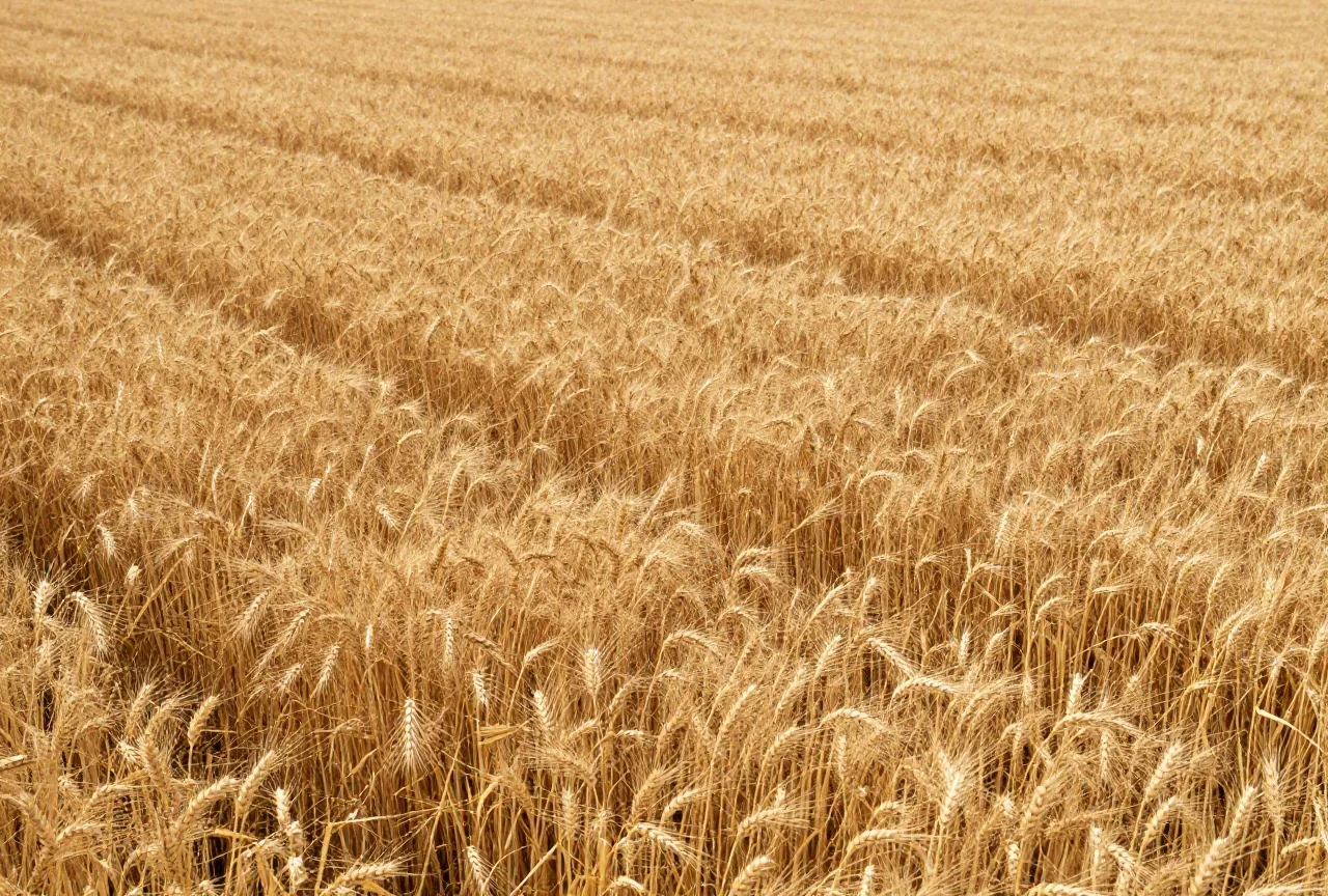Ein goldenes Gerstenfeld während der Ernte mit gebundenen Garben in Reihen, tief stehende Sonne und Staub in der Luft