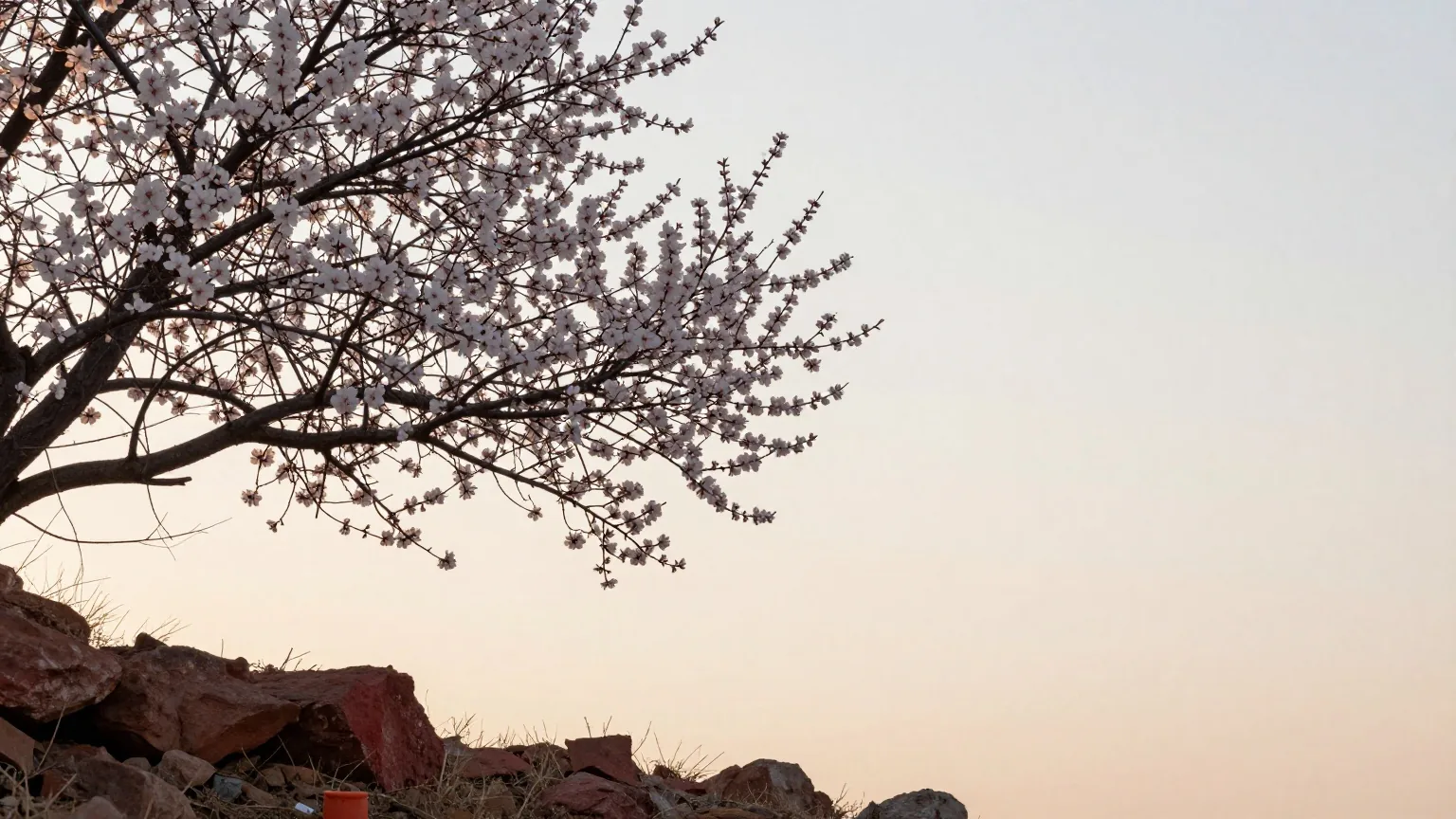 Ein blühender Mandelzweig mit weißen Blüten vor blassem Frühlingshimmel über einem steinigen Hang im Morgenlicht